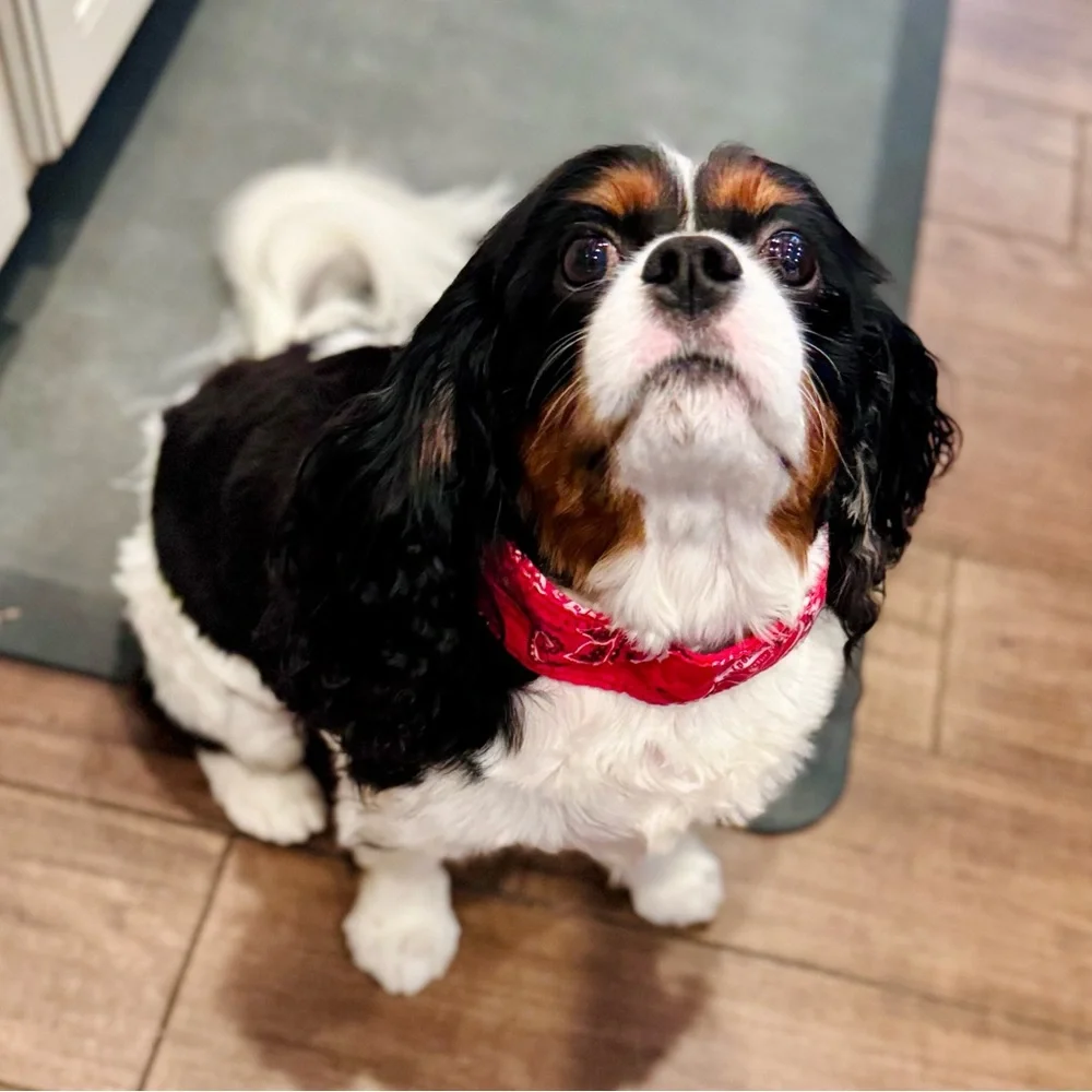 COOLING Red Bandana Dog Collar - Rustic Boho Bow Tie - Unisex Dogs Pet Wrap
